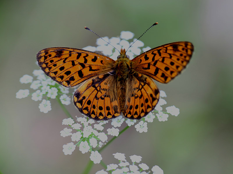 farfalla - Boloria (Clossiana) euphrosyne